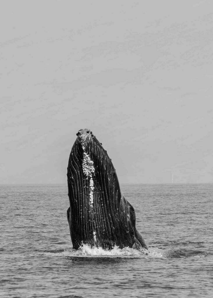 maui whale watching