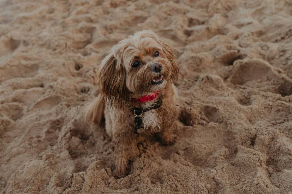 family photographer in maui