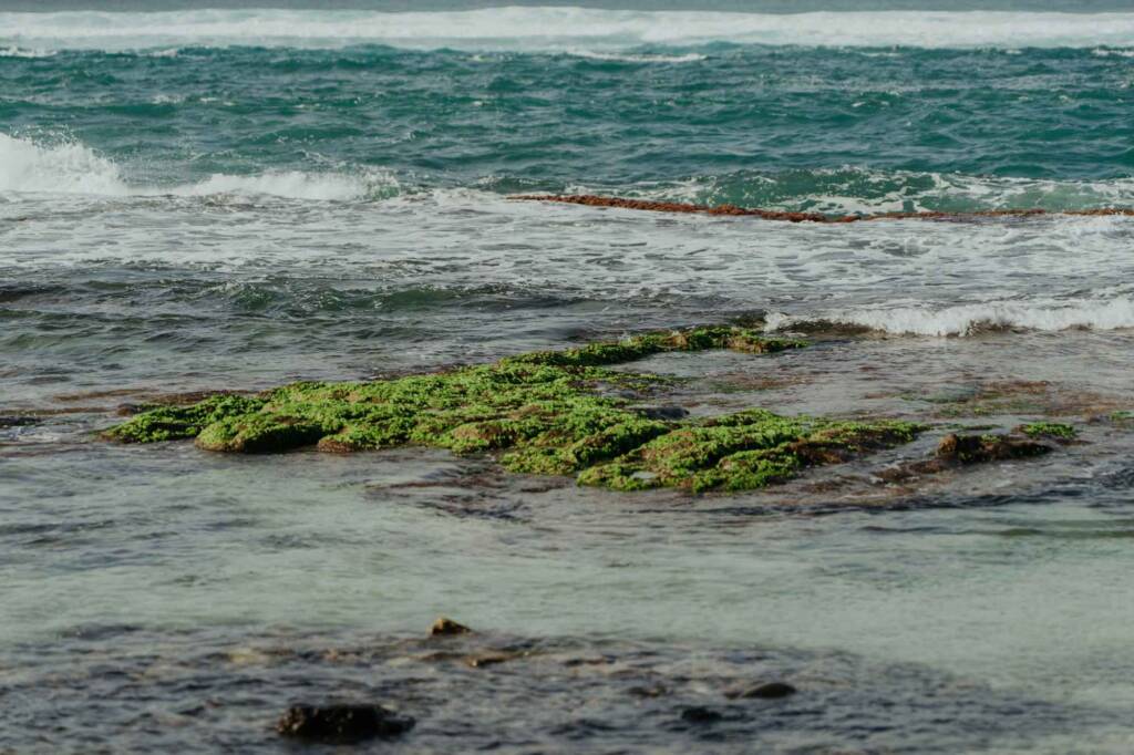 Maui proposal in Paia